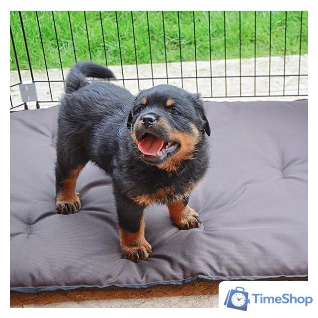 Манеж Ferplast Dog training 73300025 - Изображение №5 — Интернет-магазин Time-Shop