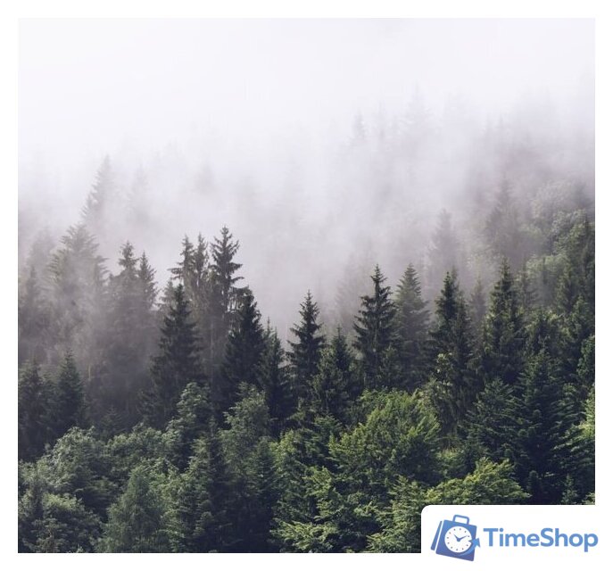 Фотообои ФабрикаФресок Туманный лес 193280 (300x280) - Изображение №1 — Интернет-магазин Time-Shop