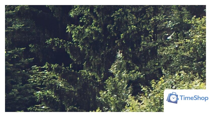 Фотообои ФабрикаФресок Туманный лес 193280 (300x280) - Изображение №2 — Интернет-магазин Time-Shop