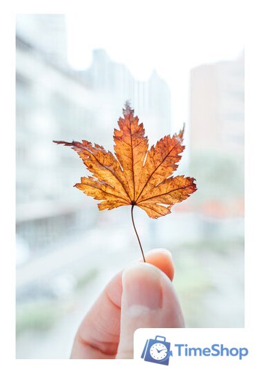 Объектив Nikon NIKKOR Z 28-75mm f/2.8 - Изображение №14 — Интернет-магазин Time-Shop