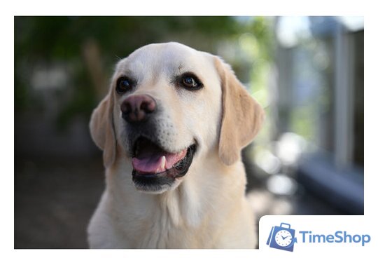 Объектив Nikon NIKKOR Z 28-75mm f/2.8 - Изображение №12 — Интернет-магазин Time-Shop