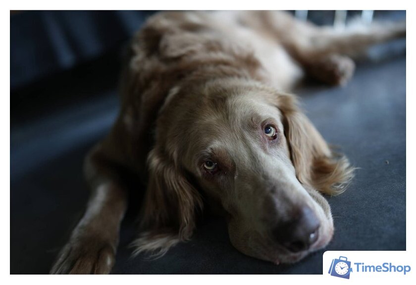 Беззеркальный фотоаппарат Sony Alpha a7C II Kit 28-60mm (серебристый) - Изображение №22 — Интернет-магазин Time-Shop