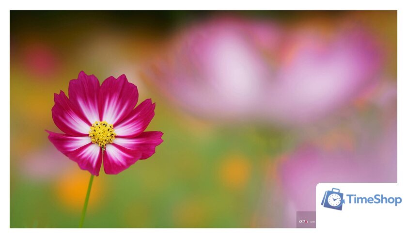 Объектив Sony FE 100mm F2.8 STF GM OSS [SEL100F28GM] - Изображение №9 — Интернет-магазин Time-Shop