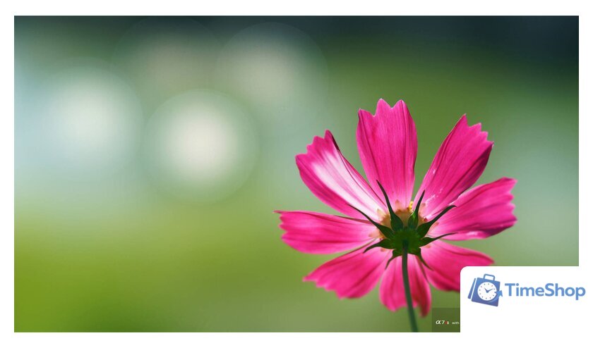 Объектив Sony FE 100mm F2.8 STF GM OSS [SEL100F28GM] - Изображение №8 — Интернет-магазин Time-Shop