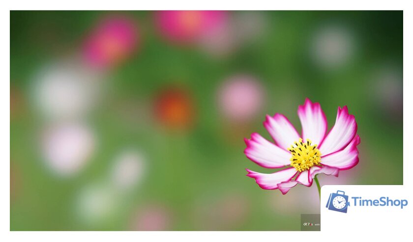 Объектив Sony FE 100mm F2.8 STF GM OSS [SEL100F28GM] - Изображение №7 — Интернет-магазин Time-Shop