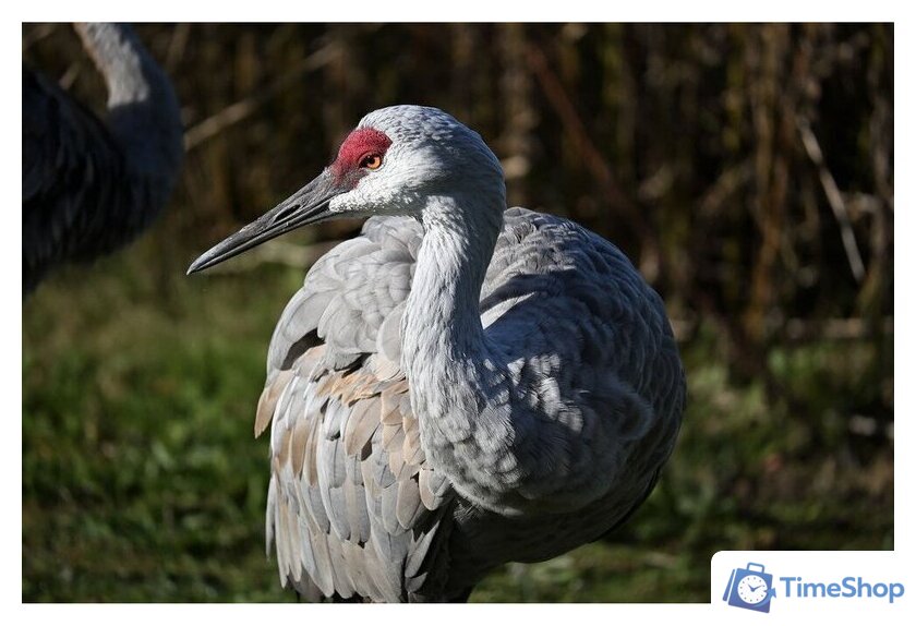 Беззеркальный фотоаппарат Nikon Z50 II Kit 18-140mm f/3.5-6.3 VR - Изображение №31 — Интернет-магазин Time-Shop