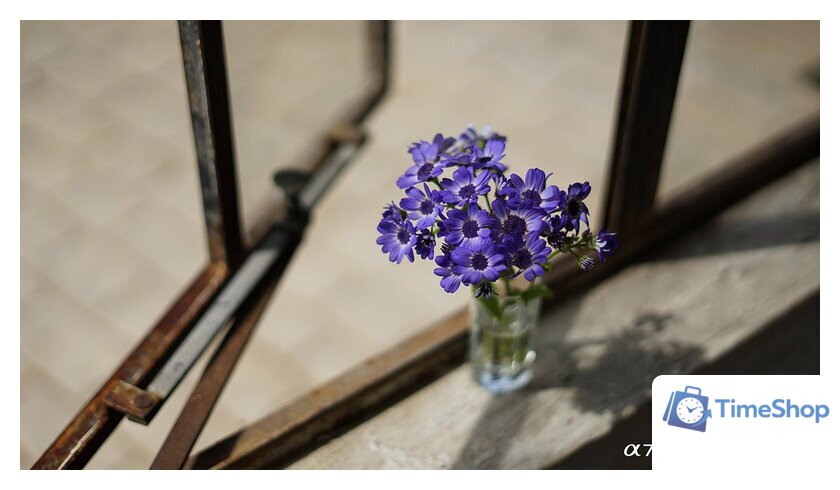 Объектив Sony FE 50mm F1.8 [SEL50F18F] - Изображение №4 — Интернет-магазин Time-Shop