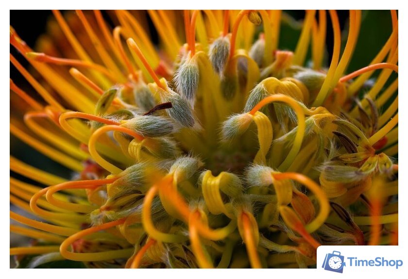 Беззеркальный фотоаппарат Fujifilm X-T50 Kit 16-50mm (серебристый) - Изображение №26 — Интернет-магазин Time-Shop