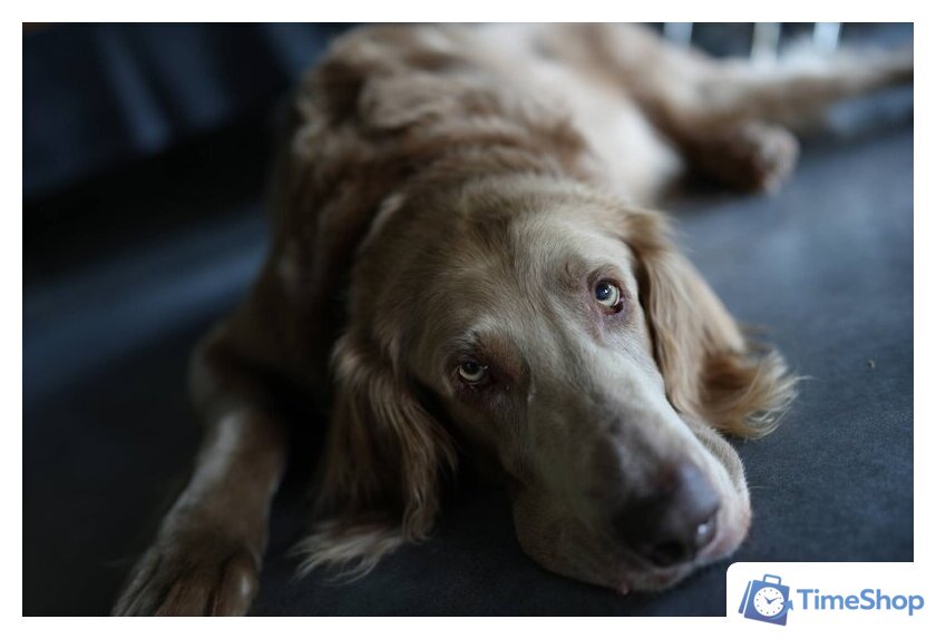 Беззеркальный фотоаппарат Sony Alpha a7C II Body (серебристый) - Изображение №17 — Интернет-магазин Time-Shop