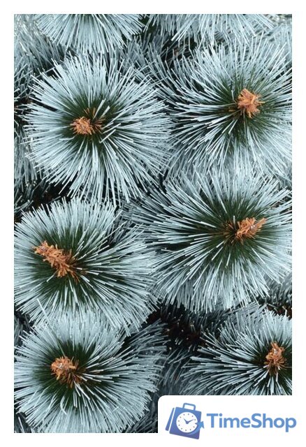 Сосна Erbis Темная с белыми кончиками 1.8 м - Изображение №2 — Интернет-магазин Time-Shop