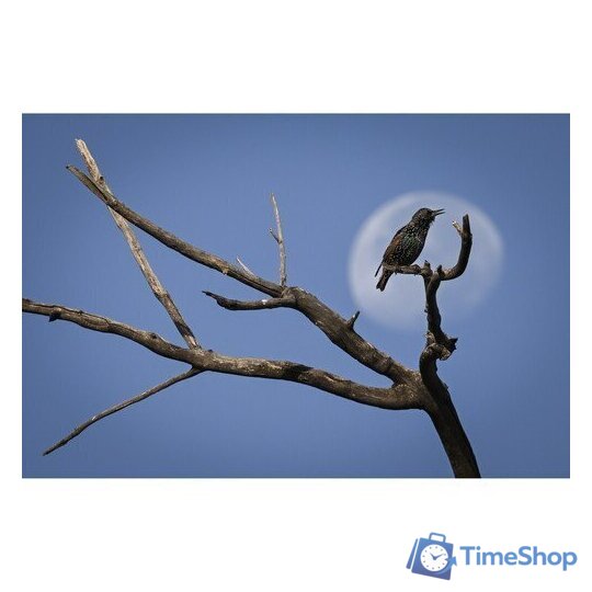 Беззеркальный фотоаппарат Nikon Z9 Body - Изображение №22 — Интернет-магазин Time-Shop