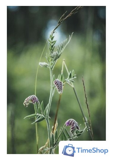 Беззеркальный фотоаппарат Olympus OM-5 Body (черный) - Изображение №15 — Интернет-магазин Time-Shop