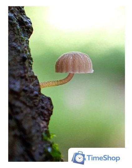 Фотоаппарат Olympus Tough TG-7 (черный) - Изображение №12 — Интернет-магазин Time-Shop