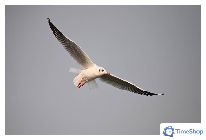 Беззеркальный фотоаппарат Nikon Z6 III Body - Изображение №23 — Интернет-магазин Time-Shop