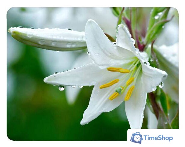 Коврик для мыши Buro BU-M20041 - Изображение №1 — Интернет-магазин Time-Shop