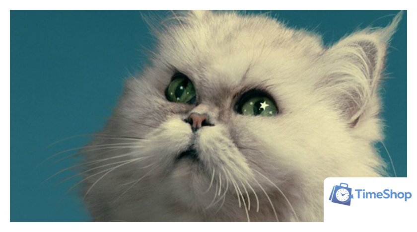 Фотообои ФабрикаФресок Кот на крыше 473270 (300x270) - Изображение №2 — Интернет-магазин Time-Shop