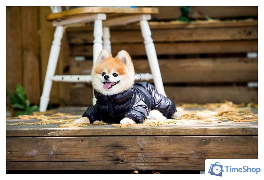 Комбинезон для животных Puppia Jumpesuit B PAPD-JM1673-BK-XL (черный) - Изображение №4 — Интернет-магазин Time-Shop