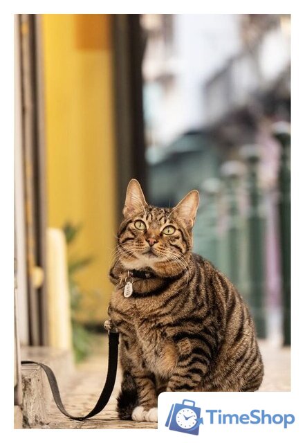 Объектив Panasonic Lumix S 28-200mm F/4-7.1 Macro O.I.S. - Изображение №19 — Интернет-магазин Time-Shop