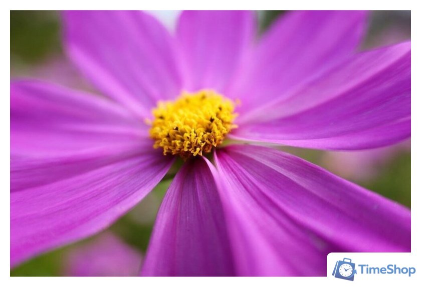 Объектив Panasonic Lumix S 28-200mm F/4-7.1 Macro O.I.S. - Изображение №10 — Интернет-магазин Time-Shop