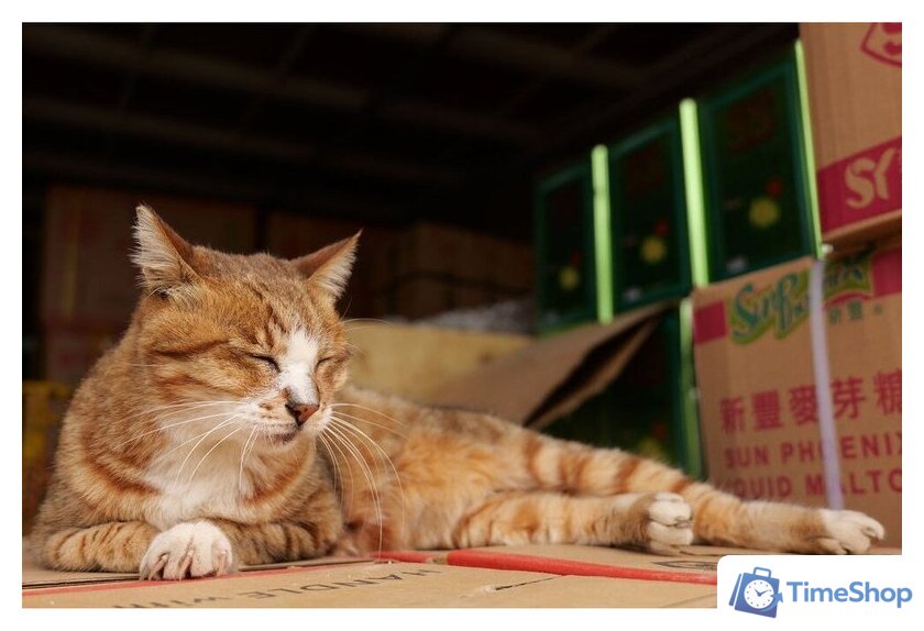 Объектив Panasonic Lumix S 28-200mm F/4-7.1 Macro O.I.S. - Изображение №18 — Интернет-магазин Time-Shop