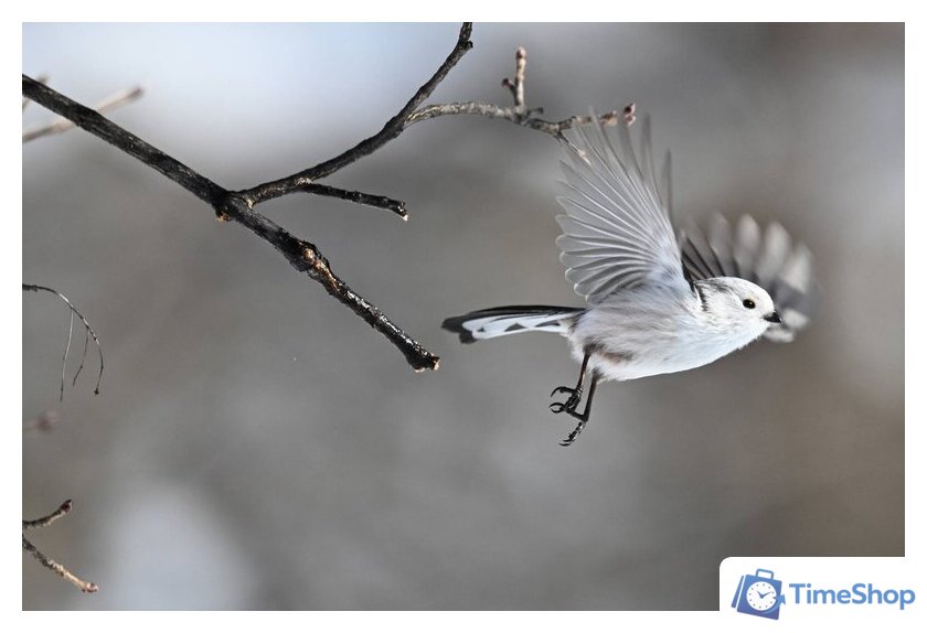 Беззеркальный фотоаппарат Nikon Z6 III Kit 24-120mm f/4 S - Изображение №25 — Интернет-магазин Time-Shop