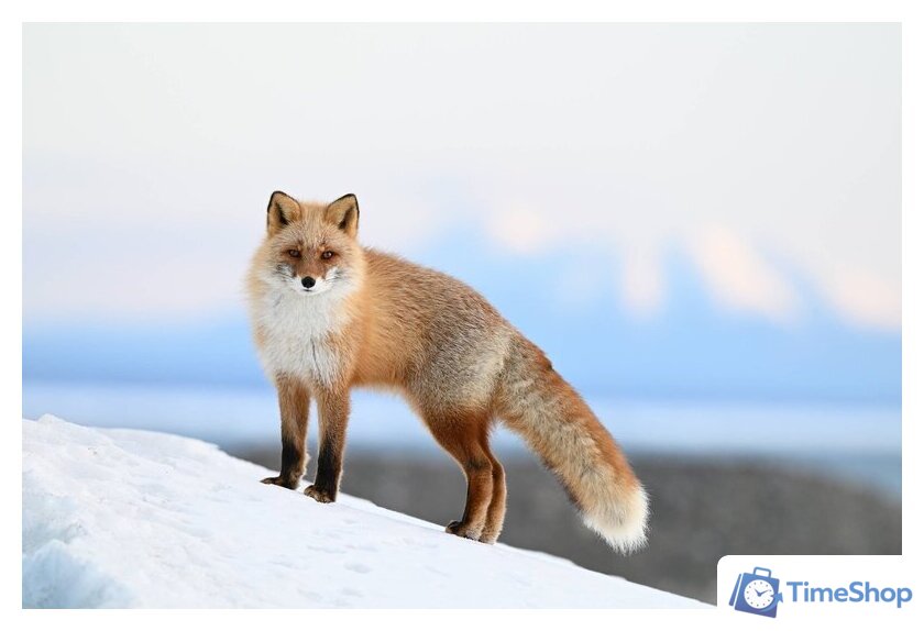 Беззеркальный фотоаппарат Nikon Z6 III Kit 24-120mm f/4 S - Изображение №26 — Интернет-магазин Time-Shop