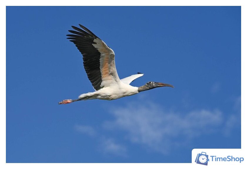 Беззеркальный фотоаппарат Nikon Z6 III Kit 24-120mm f/4 S - Изображение №29 — Интернет-магазин Time-Shop