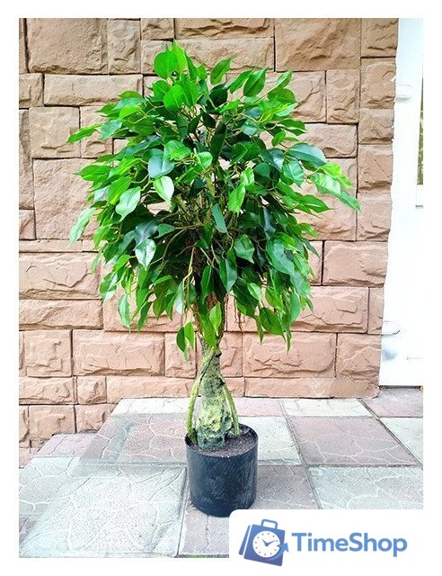 Искусственное растение Forgarden Ficus 90 см - Изображение №1 — Интернет-магазин Time-Shop