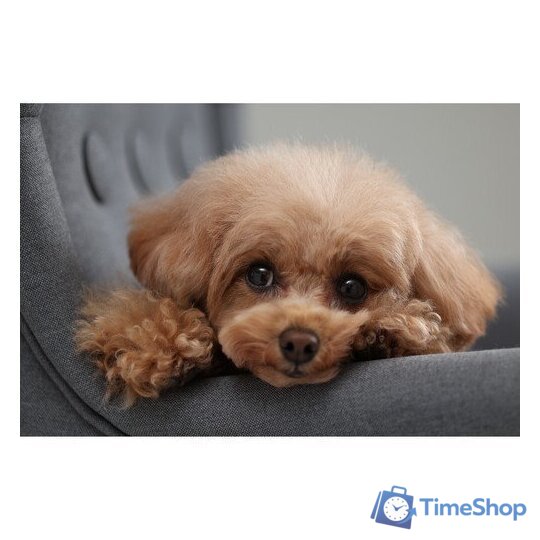 Беззеркальный фотоаппарат Canon EOS R10 RF-S 18-150mm F3.5-6.3 IS STM + адаптер крепления EF-EOS R - Изображение №18 — Интернет-магазин Time-Shop