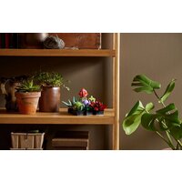 Конструктор LEGO Creator Expert 10309 Суккуленты - Превью изображения №5 — Интернет-магазин Time-Shop