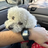 Наручные часы Casio Collection WS-1700H-1A - Превью изображения №3 — Интернет-магазин Time-Shop