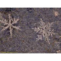 Микроскоп Levenhuk DTX 500 LCD 61024 - Превью изображения №2 — Интернет-магазин Time-Shop