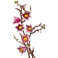 Конструктор LEGO Botanicals 11510 Ветви магнолии - Превью изображения №5 — Интернет-магазин Time-Shop