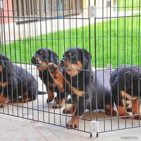 Манеж Ferplast Dog training 73300025 - Превью изображения №6 — Интернет-магазин Time-Shop