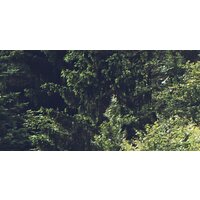 Фотообои ФабрикаФресок Туманный лес 193280 (300x280) - Превью изображения №2 — Интернет-магазин Time-Shop