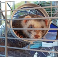 Клетка Ferplast Furet Tower 57063414 - Превью изображения №4 — Интернет-магазин Time-Shop