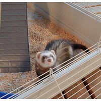 Клетка Ferplast Furet Tower 57063414 - Превью изображения №9 — Интернет-магазин Time-Shop