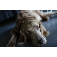 Беззеркальный фотоаппарат Sony Alpha a7C II Kit 28-60mm (серебристый) - Превью изображения №22 — Интернет-магазин Time-Shop