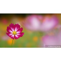 Объектив Sony FE 100mm F2.8 STF GM OSS [SEL100F28GM] - Превью изображения №9 — Интернет-магазин Time-Shop