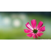 Объектив Sony FE 100mm F2.8 STF GM OSS [SEL100F28GM] - Превью изображения №8 — Интернет-магазин Time-Shop