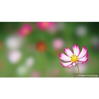 Объектив Sony FE 100mm F2.8 STF GM OSS [SEL100F28GM] - Превью изображения №7 — Интернет-магазин Time-Shop