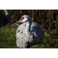 Беззеркальный фотоаппарат Nikon Z50 II Kit 18-140mm f/3.5-6.3 VR - Превью изображения №31 — Интернет-магазин Time-Shop