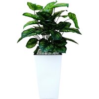 Forgarden Филодендрон пестролистный BN11138