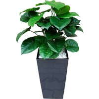 Forgarden Филодендрон BN11137