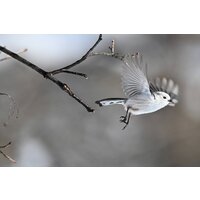 Беззеркальный фотоаппарат Nikon Z6 III Kit 24-70mm f/4 S - Превью изображения №22 — Интернет-магазин Time-Shop