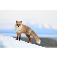 Беззеркальный фотоаппарат Nikon Z6 III Kit 24-70mm f/4 S - Превью изображения №23 — Интернет-магазин Time-Shop