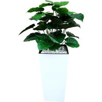 Forgarden Филодендрон BN11136