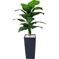 Forgarden Диффенбахия пестролистная BN11135