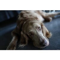 Беззеркальный фотоаппарат Sony Alpha a7C II Body (серебристый) - Превью изображения №17 — Интернет-магазин Time-Shop