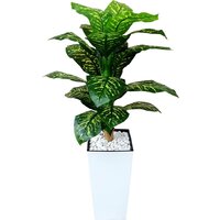 Forgarden Диффенбахия пестролистная BN11134